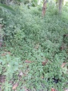 ĐẤT KIỆT TRƯỜNG CHINH 373M2